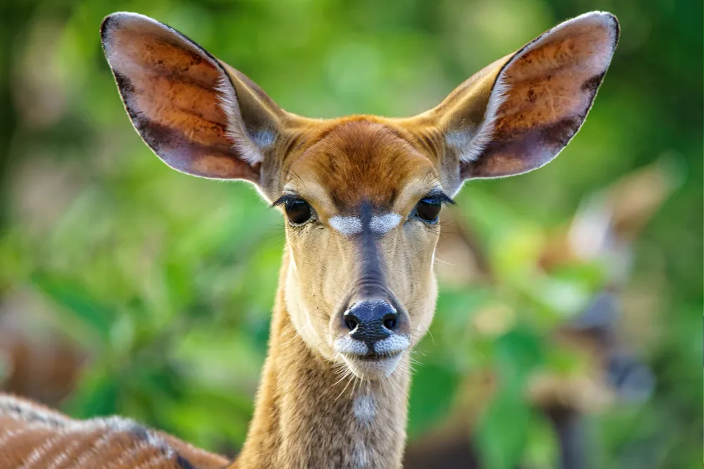 Wildlife